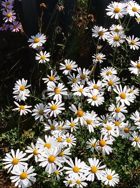쑥부쟁이,식물,flower,plant,다년생초본식물,국화과,식물,자연,plants,nature,꽃,flower