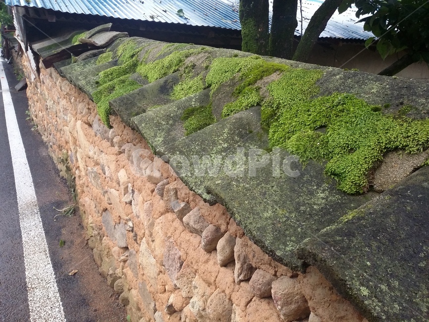 담,토담,흙담,길,이끼,식물,자연,plants,nature