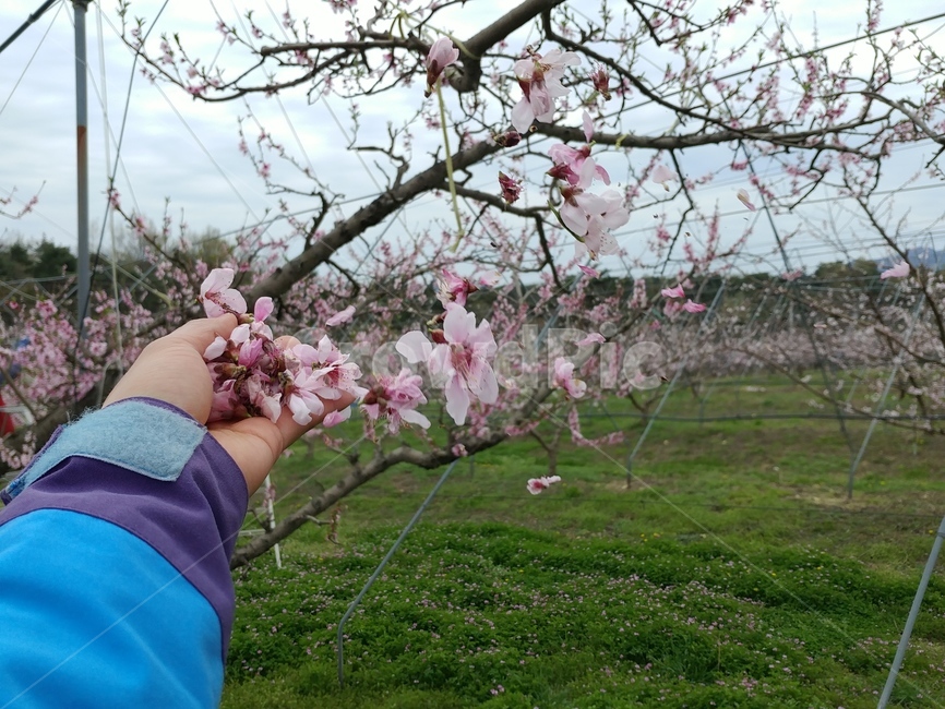 봄,낙화,복숭아꽃,떨어진꽃,분홍색,분홍꽃,pink,손,손에서떨어지는꽃,꽃,flower