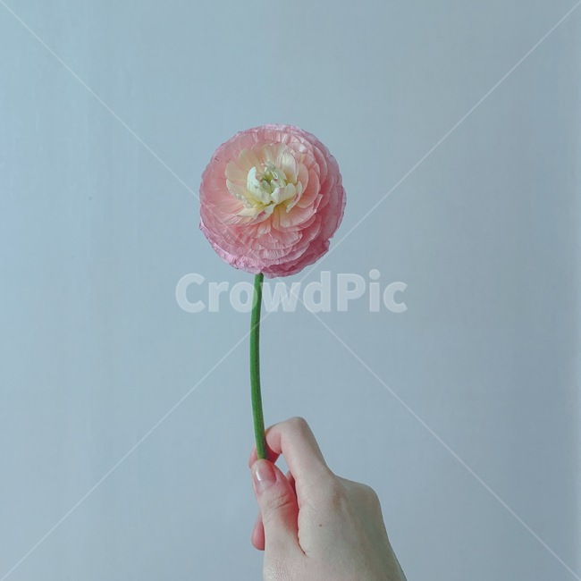 flower,꽃,pinkflower,plant,식물,분홍꽃,꽃한송이