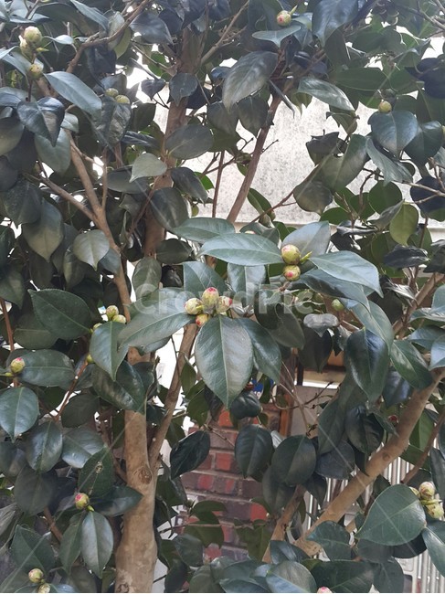 동백꽃,봄,몽우리,나무,공기정화,식물,자연,plants,nature
