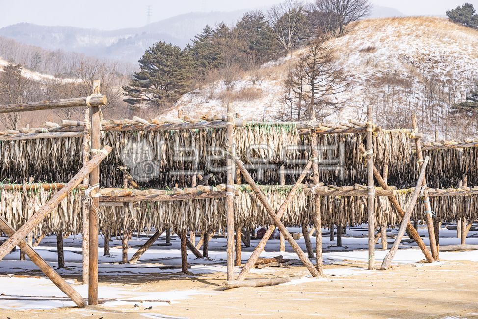 황태덕장,명태말리기,명태,황태,동태,겨울철,대관령횡계리,pollock