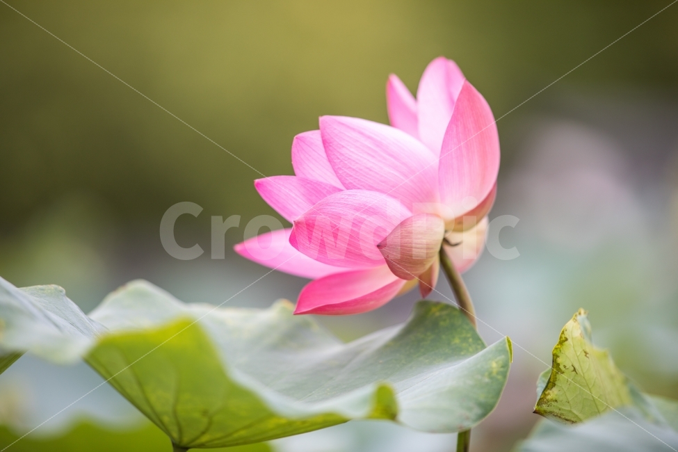 연꽃,꽃,봉은사,연꽃축제,여름,식물,자연,plants,nature,꽃,flower
