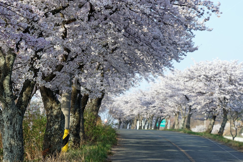 꽃,벚꽃,벚나무,봄,나무,자연,식물,초록색,nature,trees,spring,계절,흰색,flower,감성사진,sakura,season,green,가로수,길,봄,계절,spring,season,식물,자연,plants,nature,꽃,flower,plant,tree