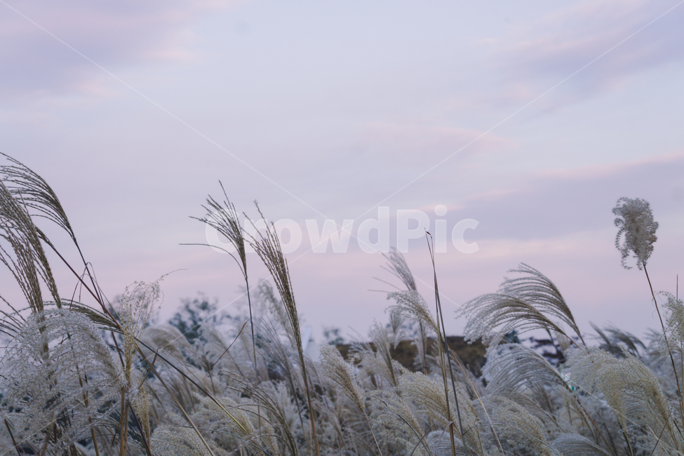 nature,자연,outdoors,옥외,갈대,풍경,plant,식물,reed
