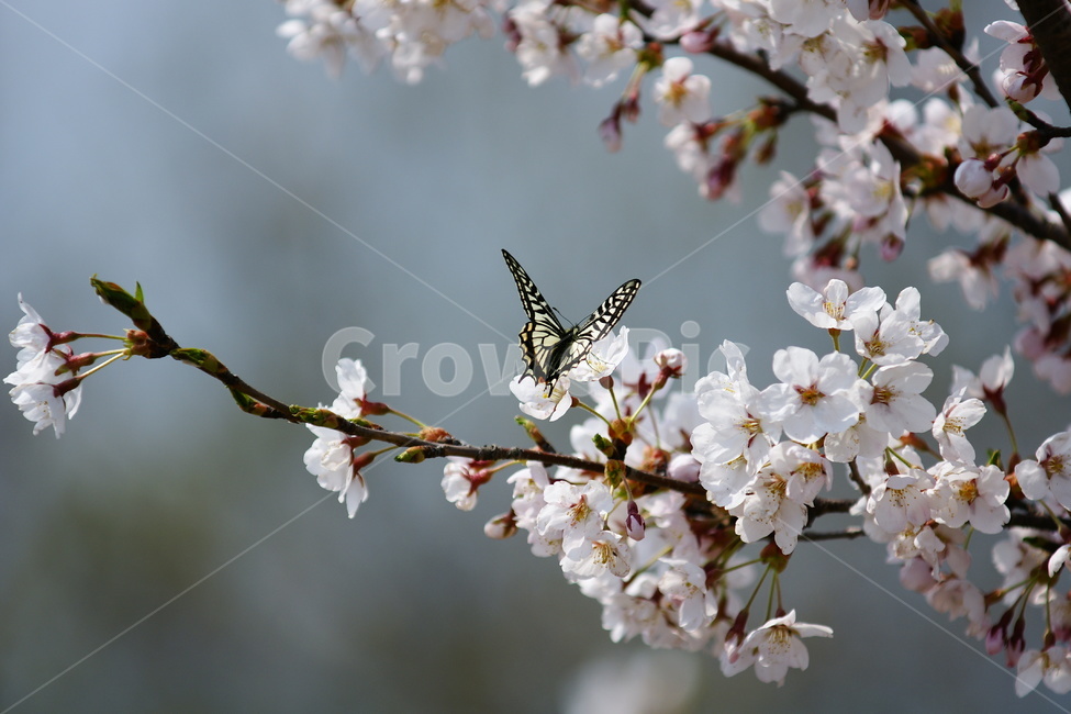 벚꽃,나비,풍경,꽃,봄,봄,계절,spring,season,식물,자연,plants,nature,꽃,flower,동물,animal,곤충,벌레,insect,bug,plant,blossom,cherry blossom