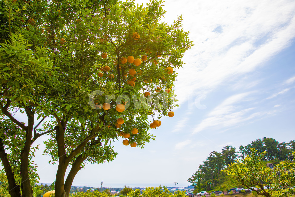감귤,제주도,제주,감귤나무,나무,오렌지,귤,노랑,과일,아일랜드,섬,jeju,힐링