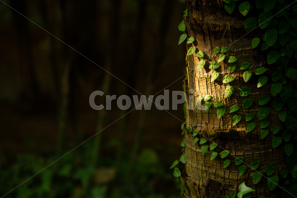 plant,식물,잎,잎사귀,나무,tree,식물,자연,plants,nature