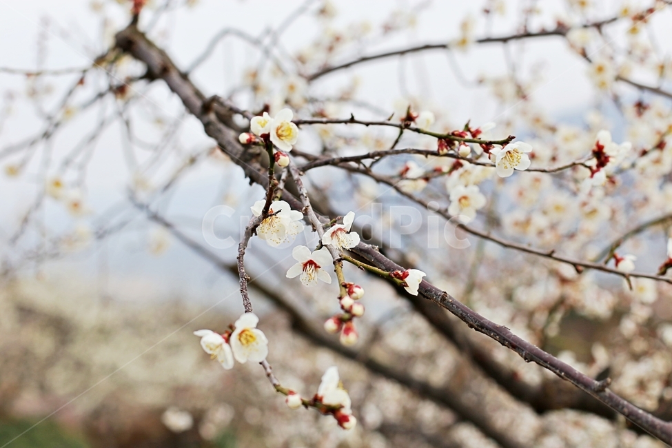 hadong,하동,매화축제,매화,매화꽃,꽃,flower,봄,계절,spring,season,식물,자연,plants,nature,꽃,flower,plant,blossom