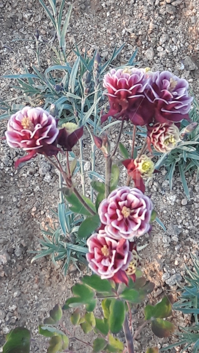 꽃,초록,흰색,빨강,솔방울,식물,자연,plants,nature,꽃,flower