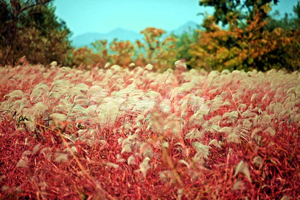 공원,자연,갈대,나무,풍경,가을,계절,fall,autumn,season,식물,자연,plants,nature,grass,잔디,plant,lawn