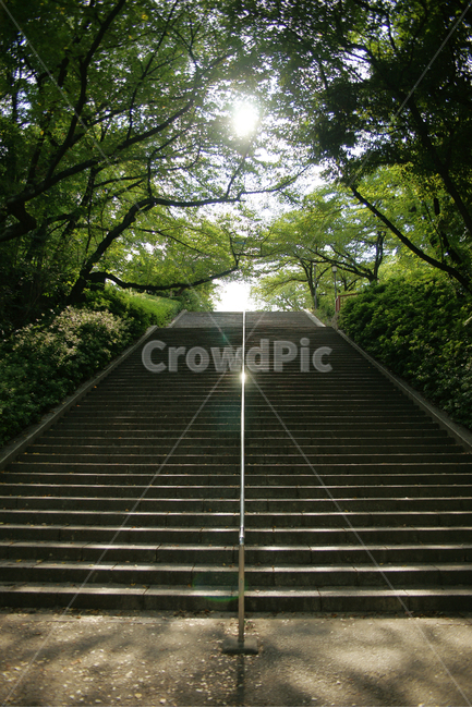 outdoors,옥외,계단,step,공원,중앙,가운데,나무,가지,숲,시멘트,여름