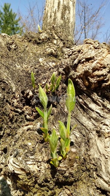 하늘,sky,봄,새싹,나무,tree,plant