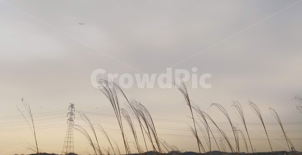 식물,갈대,저녘,가을,reed,autumnal