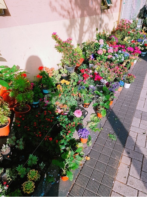 식물,꽃,화분,초목,풀,식물,자연,plants,nature,꽃,flower