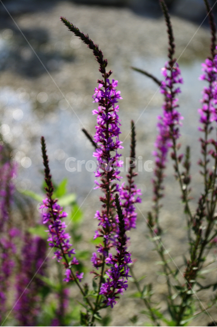 부처꽃,꽃,식물,flower,plant,식물,자연,plants,nature,꽃,flower