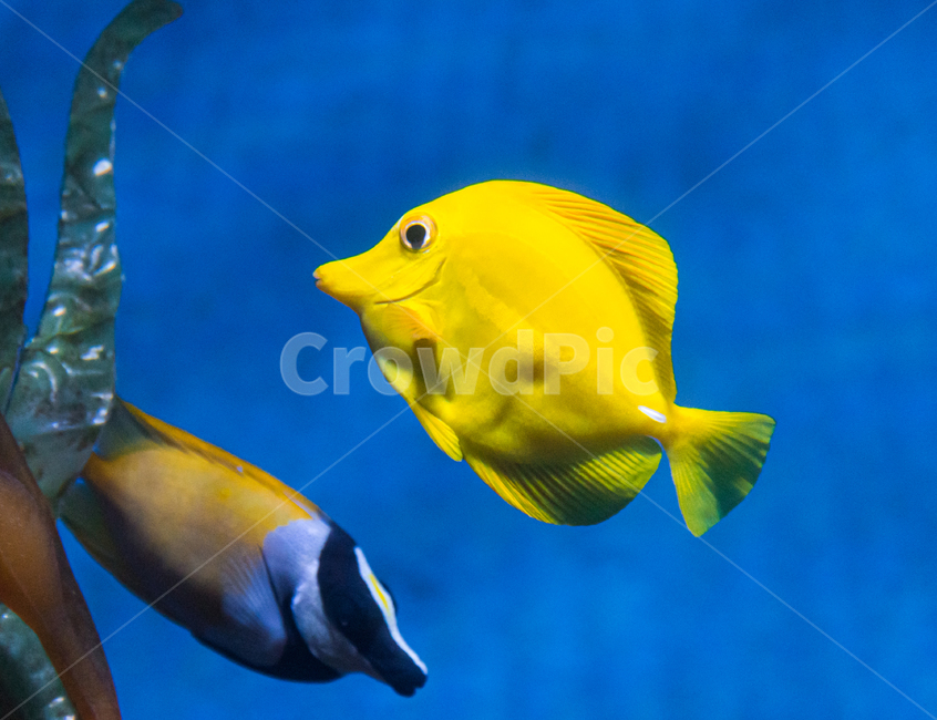 옐로우탱,탱,해수어,아쿠아리움,수족관,동물,animal,어류,물고기,fish