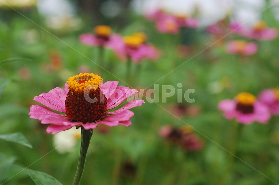 자연,꽃,화려함,예쁜,Nature,Flower,Beautiful,Colorful,백일홍,노랑,빨강,식물,자연,plants,nature,꽃,flower