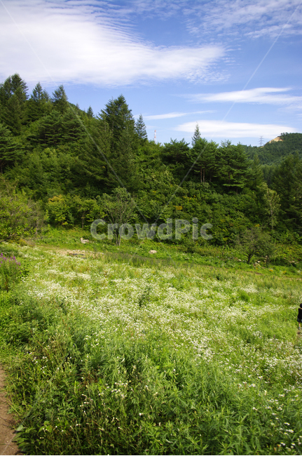 풍경,나무,산,식물,꽃밭,하늘,구름,자연,풍경,nature,landscape,field,들,grassland,목초지,outdoors,옥외