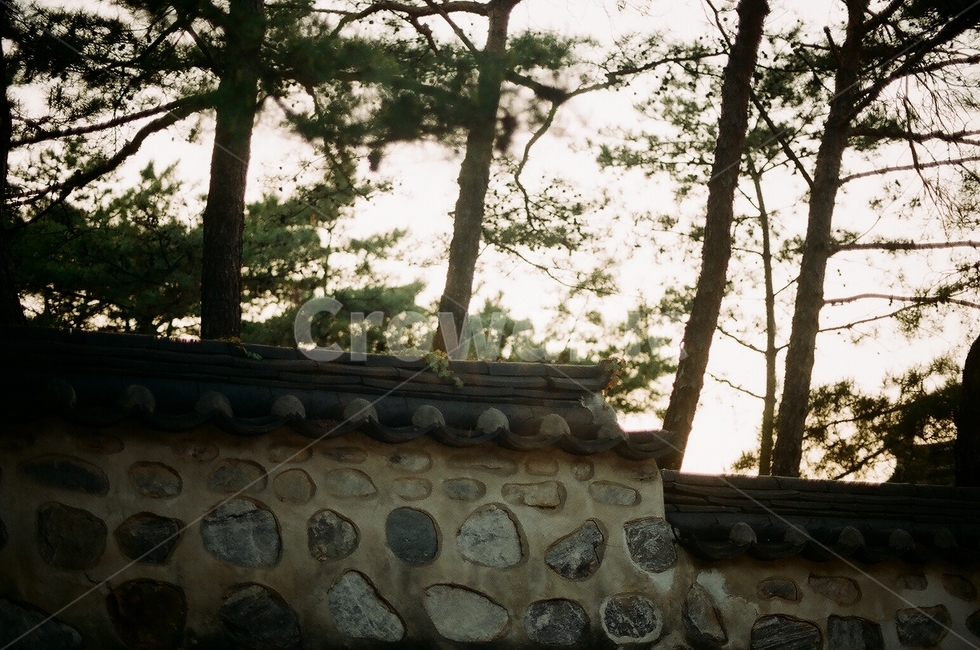 돌담,한옥,한국,소나무,담장,기와,tree,korea,korean,tiled,집,house
