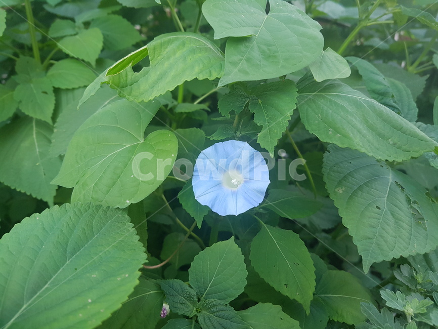 자연,plant,식물,flower,blossom,꽃,geranium,제라늄,식물,자연,plants,nature,꽃,flower
