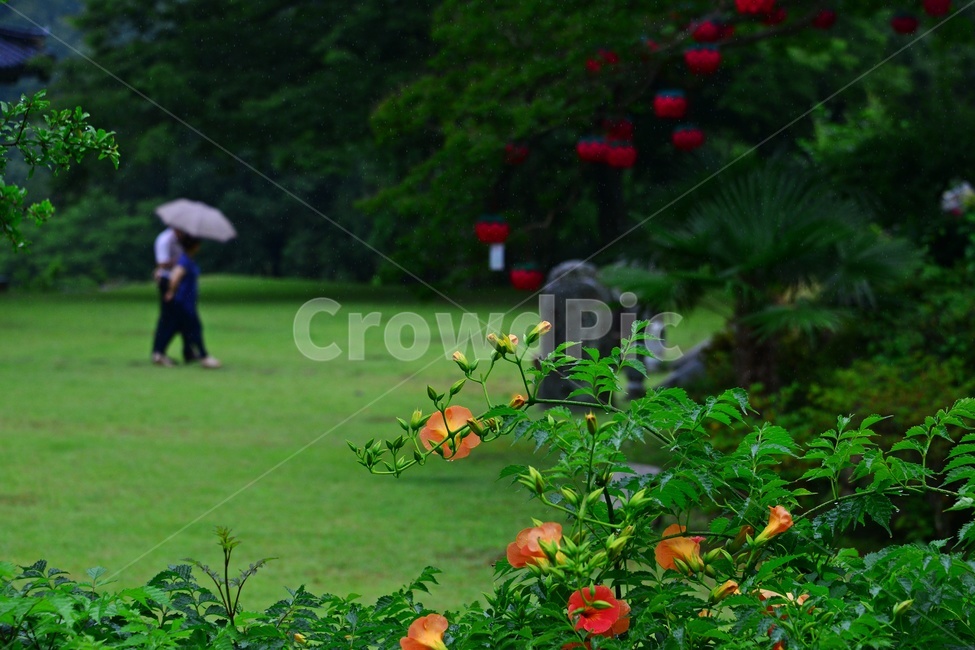 blossom,flower,꽃,능소화,화순,만연사,grass,잔디,plant,식물,person,사람,human,인간