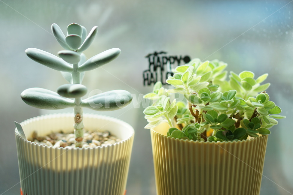 플랜테리어,식물,다육이,plants,화분,pottedplant,herbal,허브,herbs,방울복랑,장미허브,실내용화초,화분,화초,house plant