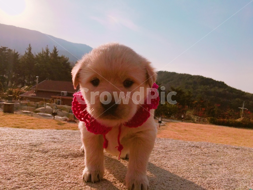 인절미,강아지,아기,꼬물이,새끼강아지,동물,animal,포유류,mammal,개,강아지,dog,doggy
