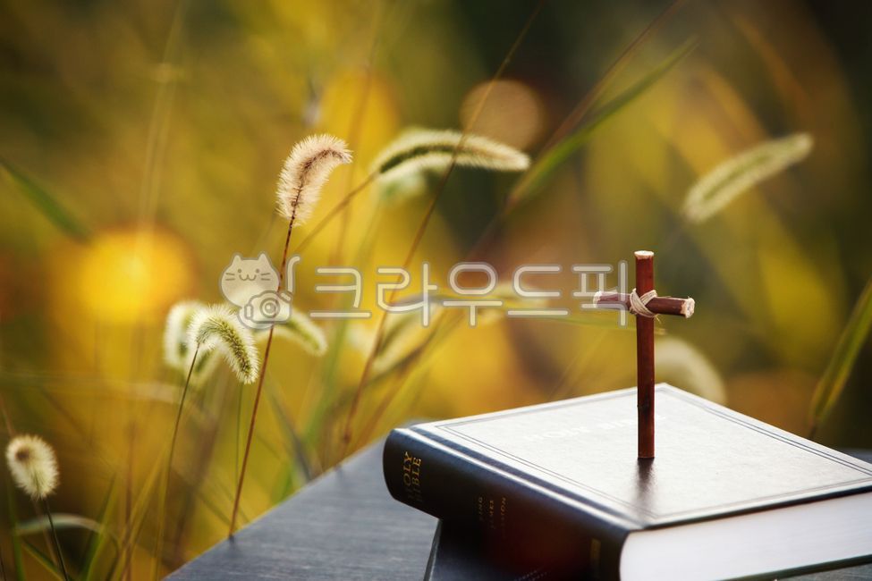 가을,성경책,노을,예수그리스도,빛,강아지풀,교회,믿음,신앙,은혜,상징,종교,기도,예배,햇빛,부활,영적인,성경,성령,부활절,묵상,기독교,카톨릭,거룩한,자연,풍경,나무,죽음,고난,예수님,그리스도,복음,감사절,감성,순결한,주님,평화,배경,cross,holy,worship,bible