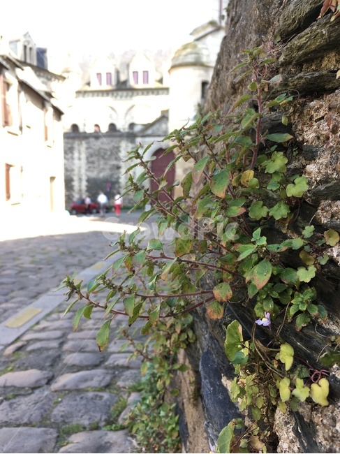 골목길,골목,길,조약돌,집,건축,벽,담장,꽃,식물,앙제,프랑스,alley,road,cobblestone,house,architecture,wall,stonewall,flower,plant,angers,france