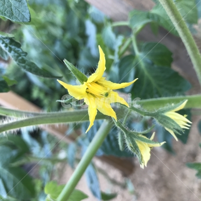 토마토,남만시,서홍시,땅감,일년감,Tomato,토마토꽃,노란꽃,열매,가지과,한해살이풀,SolanumlyccopersicumL,열매식물,식용,약재,채소,식물,꽃,Flower,식물,자연,plants,nature,꽃,flower