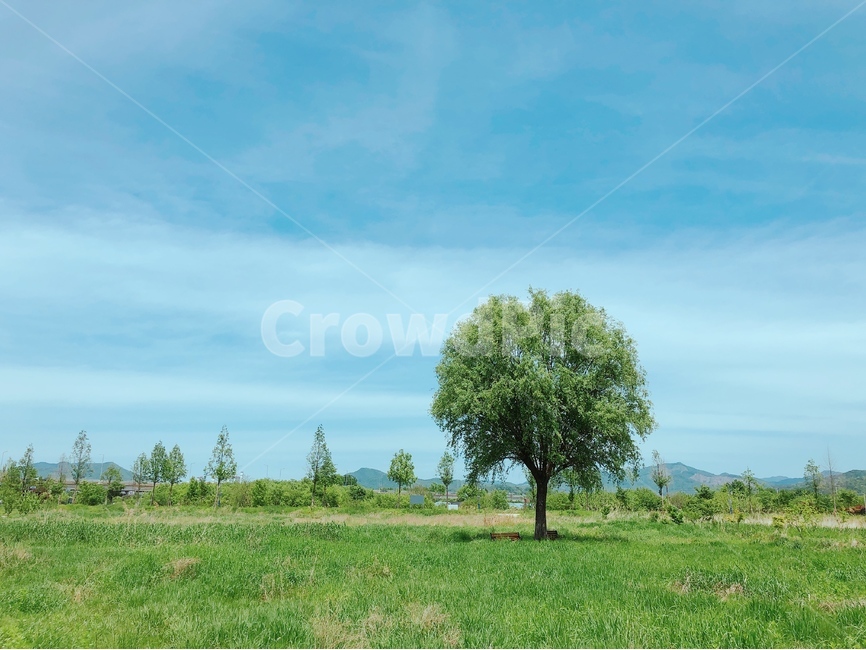 두물머리,자연,나무,공원,여름,자연,풍경,nature,landscape,식물,plants,나무,trees,wood,tree,plant,field,들,grassland,목초지,outdoors,옥외