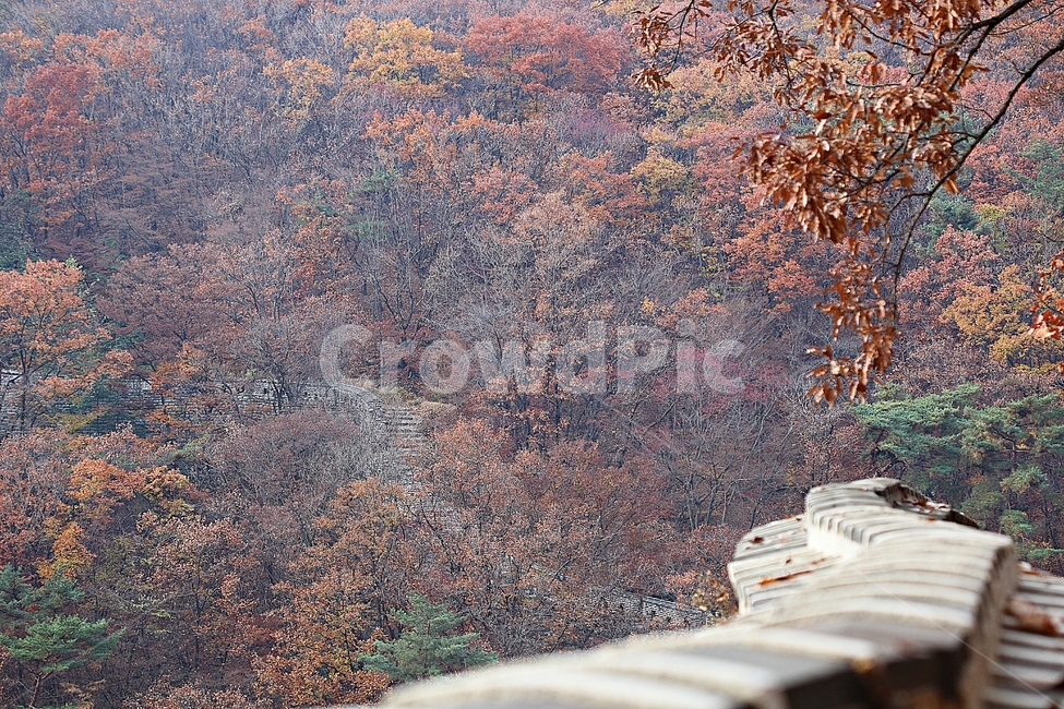 남한산성,성,성곽,단풍,낙엽,길,둘레길,숲,숲길,담,돌담,가을,자연,풍경,벽,울긋불긋,산성,식물,가을,계절,fall,autumn,season,한국전통,한국문화,korean traditional,korean culture,leaf,잎,plant