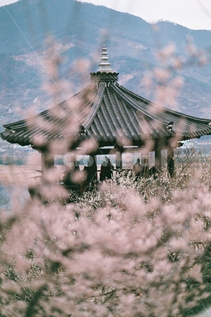 매화꽃,매화꽃배경,매화축제,매화나무,꽃,흰꽃,flowe,flowes,매화배경,매화꽃나무,매화꽃축제,매화,꽃배경,흰꽃배경,봄,계절,spring,season,자연,풍경,nature,landscape,한국자연풍경,한국자연경관,korea nature landscape,감성,sensible,feeling