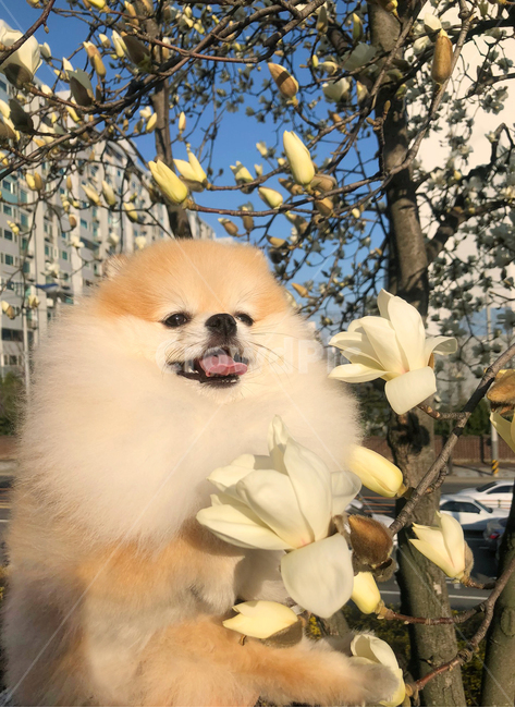 강아지,포메라니안,봄,강아지꽃,목련,강아지미소,강아지웃음,오렌지세이블,갈색강아지,블라썸,강아지표정,pomeranian,smile,미소,스마일,꽃,spring,반려동물,봄산책