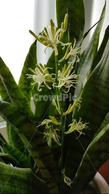 산세베리아꽃,산세베리아,공기정화식물,꽃,green,flower