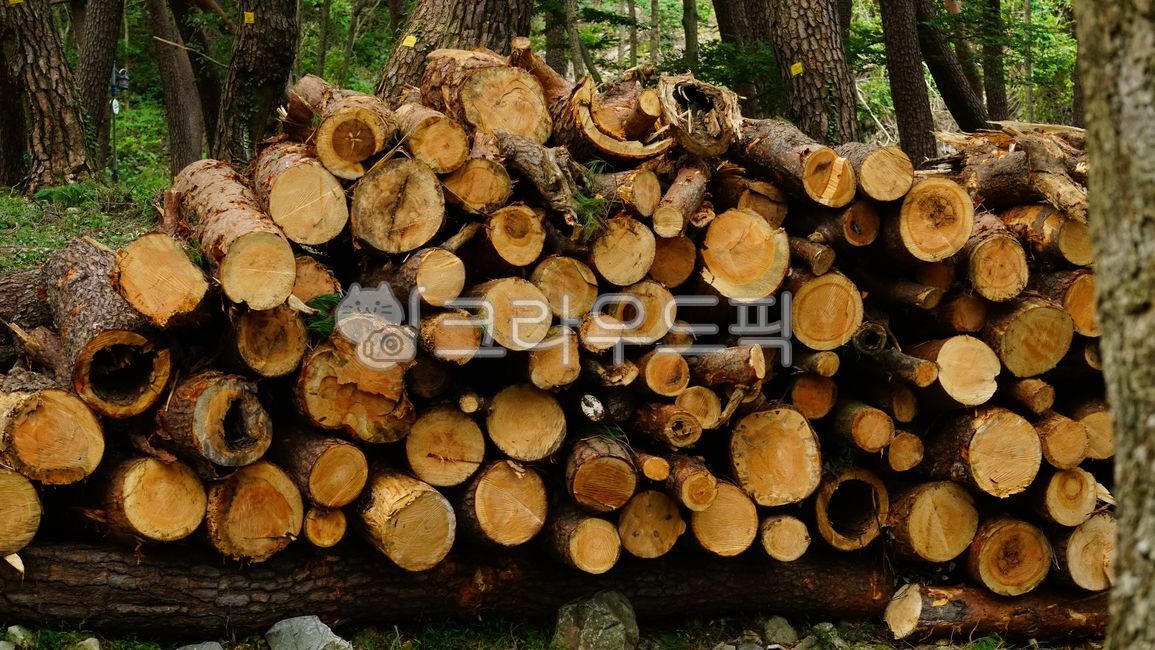 pine tree,pinetree,woodfile,wood pile,pinewilt,pine pile,wood,elegans,Pine wilt nematode