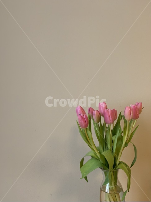 plant,식물,꽃꽂이,flower,꽃,장식,튤립,감성,잡지