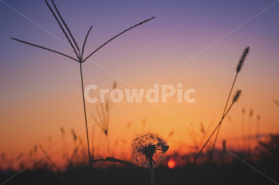 가을,노을,일몰,석양,민들레,감성,감성사진,식물,자연,plants,nature,꽃,flower,감성,sensible,feeling,색깔,색상,색채,색감,color sense,color sensitivity,feeling of color