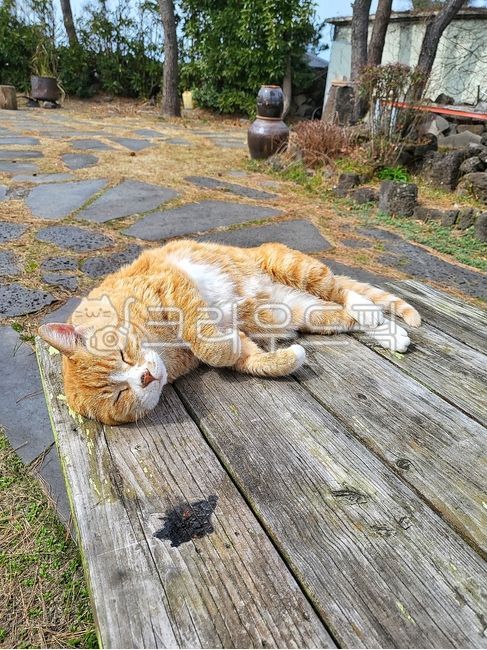 rest,morning,Pets,healing,sunlight,stray cat,cat,animal,mammalia,pet