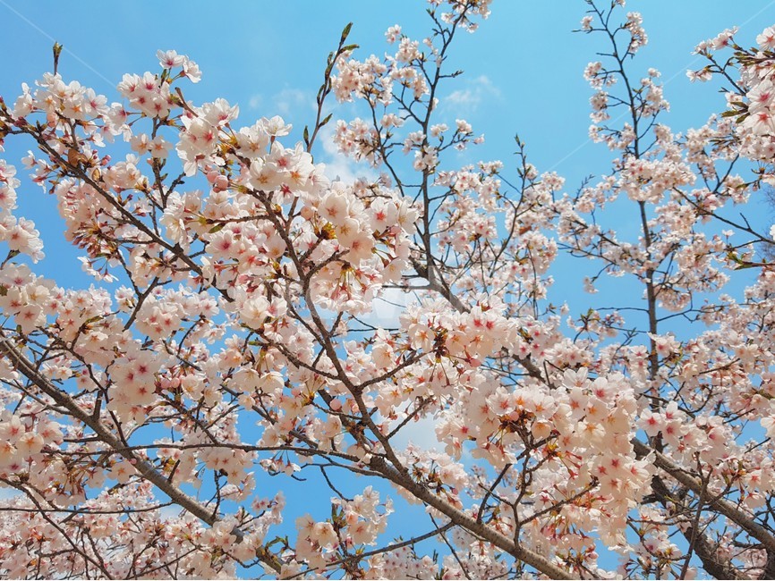 벚꽃,꽃,봄,하늘,분홍