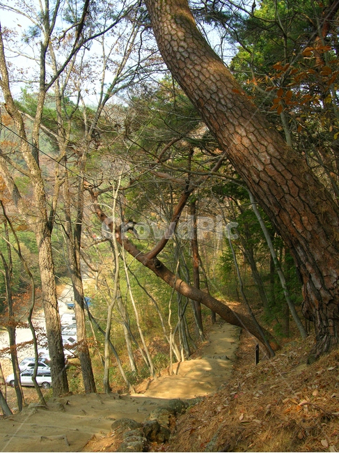 지리산,나무,산,숲,자연,풍경,가을,길,오솔길,산길,산책로,산책길,흙길,숲길,나무기둥,소나무,계단,자연,풍경,nature,landscape,tree,plant,식물,tree trunk,나무 줄기