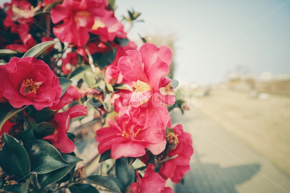 꽃,flower,동백꽃,camelliaflower,제주,jeju,식물,자연,plants,nature,꽃,flower,감성,sensible,feeling