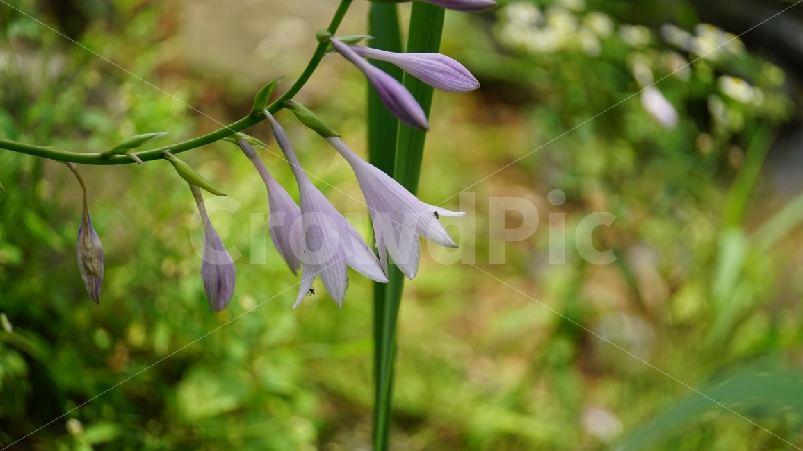 비비추,꽃,플라워,식물,자연,이파리,풀,여름,flower,nature,summer,꽃사진,감성,감성사진,계절,season,풍경,landscape,plants,여름꽃,경치,접사,마크로,macro,힐링,healing,snap,스냅,식물,자연,plants,nature,꽃,flower