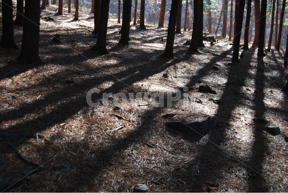 금병산,공원,자연,계절,나무,자연,풍경,nature,landscape,식물,plants,나무,trees,wood,ground,바닥,tree,plant