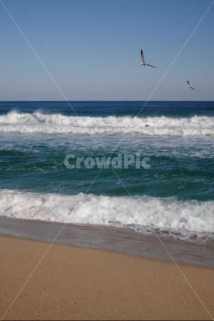 겨울바다,겨울,해변,beach,anmok,갈매기,seagull,강릉,해변,바다,beach,sea,동물,animal,조류,새,birds