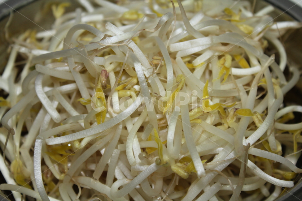 숙주,숙주나물,야채,채소,식재료,음식,요리,손질,음식,식재료,요리,food,cook,meal,dishes,food reserves,채소,야채,vegetables