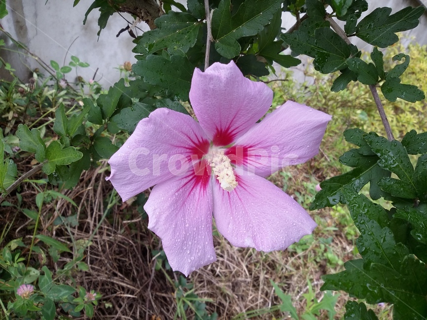 꽃,식물,flower,plant,무궁화,식물,자연,plants,nature,꽃,flower