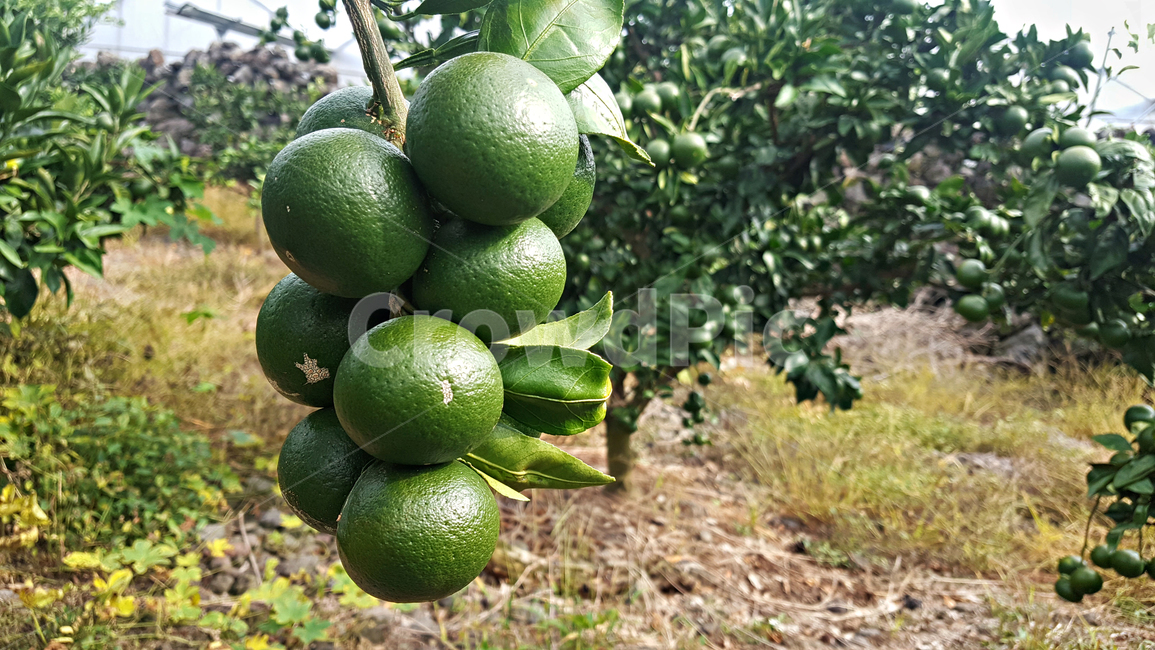청귤,귤,감귤,plant,식물,fruit,과일,food,음식,감귤류과일