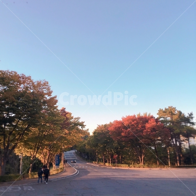 plant,식물,tree,나무,asphalt,아스팔트,도로,road,풍경,자연